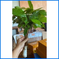 ✺ ➭ ➖ Mahogany Tree Seedlings (1pc.)
