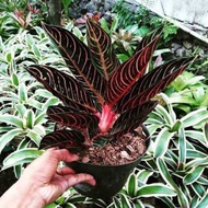 Aglonema Red Sumatra limited