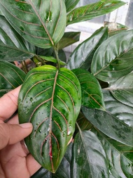 AGLAONEMA ROTUNDM TIGER-CHINESE EVERGREEN ROOTED AND READY TO PLANT-INDOOR OUTDOOR PLANT