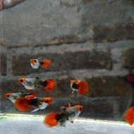 ikan guppy tuxedo koi short body sepasang