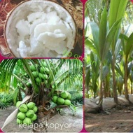 bibit kelapa kopyor asli
