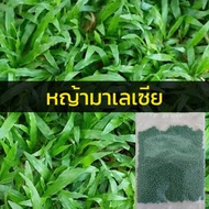 [10000เมล็ด] เมล็ดหญ้ามาเลเซีย เมล็ดหญ้ามาเล หญ้ามาเลเซีย เมล็ดหญ้ามาเลย์ Tropical Carpet Grass Lawn
