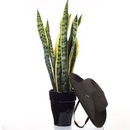 Sansevieria trifasciata, Snake Plant in ceramic pot