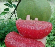 Anak Pokok Limau Bali Madu Merah Hybrid