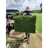 Rumput Jepun Hidup Rumput Hidup hijau tebal