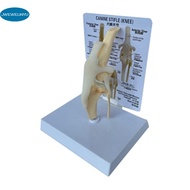Canines Knee Model Dog Joint Anatomical Model Dog Skeleton Model Animal Skeleton Anatomy Medical Sci