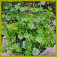 ➔ ♝ ✧ Pansit-Pansitan (Uprooted) Per Piece