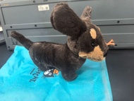 Jellycat Otto Sausage Dog   臘腸狗公仔