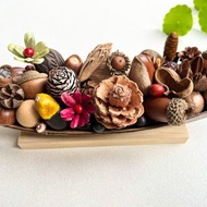 植物擺飾-種子船(大)/乾燥果實