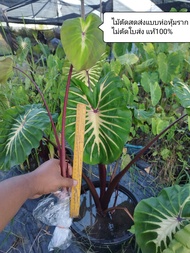 ไวท์ลาวา (ตัดสด) Colocasia White Lava