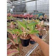 new!!! PROMO AGLONEMA !!! Aglaonema Jameela Jackpot - Aglonema JJ