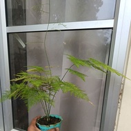 hobbit plant pokok hiasan