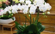 【5株 蝴蝶蘭盆花D】日式長型底座 適合結婚過壽等喜慶場合 免運費!