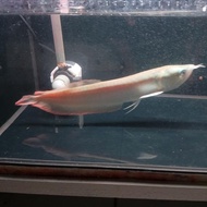arwana silver red/Brazil serat merah