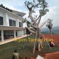 Tanaman hias pohon Budha tri/Bodhy