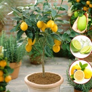 เลม่อน เมล็ดพันธุ์ Organic Fruit Seeds Lemon Seeds Bonsai Tree plants มะนาว คั้นน้ำ ต้นผลไม้ ต้นไม้ประดับ ต้นไม้มงคล ต้นไม้ฟอกอากาศ ดอกไม้ปลูก เมล็ดพันธุ์ผัก ต้นบอนไซ ไม้ประดับ บอนไซ เมล็ดดอกไ พันธุ์ไม้ผล บรรจุ 20 เมล็ด คุณภาพดี ราคาถูก ของแท้ 100%