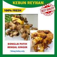 250g Bengal Ginger Fresh / Panglay / Bonglai Putih (Ubi / Rizom / Anak Benih / Jamu Tradisional)  - 