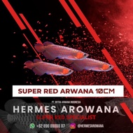 IKAN ARWANA SUPER RED / AROWANA SR UKURAN 10CM