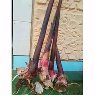bibit pohon kecombrang/ bibit kecombrang merah