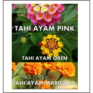 POKOK BUNGA TAHI AYAM PINK/OREN/MARIGOLD/BENIH MARIGOLD (20 BIJI PER PEK )