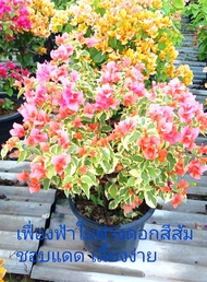 ต้นเฟื่องฟ้า ดอกสีส้ม ใบด่าง ในกระถาง11นิ้ว สูง60ซม.