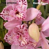 POHON ANGGREK DENDROBIUM PINK PRINCESS / TANAMAN ANGGREK REMAJA