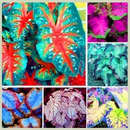 Create Your Own Colorful Oasis with 30PCS Thai Caladium Seeds Grow Beautiful Perennial Flower Potted Plants