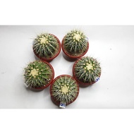 [CT] Echinocactus Grusonii / Golden Barrel Cactus ( LIVE plant )