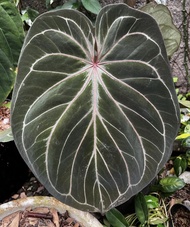 Bibitan bonggol anthurium king of spades ori / anthurium HU