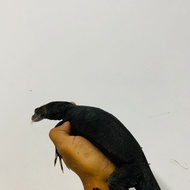 Biawak Black salva juve