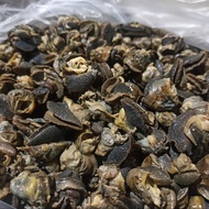 Daging bekicot mentah sudah direbus empuk sudah bersih bebas lendir siap masak