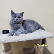 Kucing British Shorthair BSH Nonped Jakarta Timur