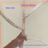 Ready Clean Branch Teak Twigs-Bird Drought-Decoration