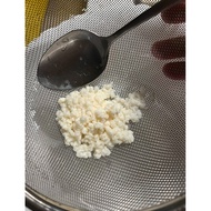 Milk Kefir Grains 10gm with milk stock 100ml