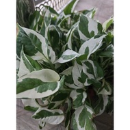 Epipremnum Njoy. 2 color Money plant . Njoy photos