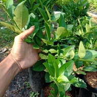 Diskon Bibit Pohon Jeruk Nipis Lemon-Tanaman Jeruk Nipis