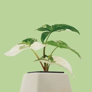 │ 方盆系列 │大理石合果芋 - 送禮植物 辦公室 室內 水耕植物