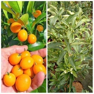 MANTEEEPPPB Bibit Jeruk paket 4 macam tanaman jeruk bibit buah jeruk