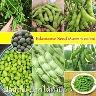 [Fast Germination] 40pcs/bag Organic Edamame Seeds for Planting Benih Sayur Sayuran High Yield Bonsa