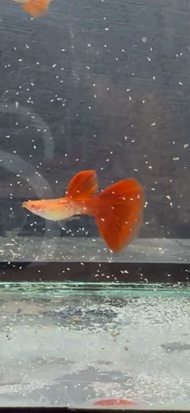 Albino Snake Skin Red Tail Guppy