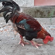 SALE Ayam Dong Tao Import Vietnam Original