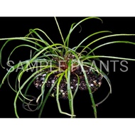 【HIDINGNATURE】 Begonia bogneri (Ultra rare)