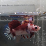 cupang baby giant red koi galaxy gold&amp;purple