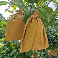 50pcs(2layer） SARUNG BUAH / SARUNG BUAH PELAM / PEMBALUT BUAH / PEMBALUT BUAH.芒果袋.芒果套袋.