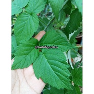 Anak Pokok Black Raspberry Leaves Fresh Daun Pokok Raspberry Tea