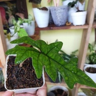 ORIGINAL alocasia jacklyn remaja 1 daun dengan pot