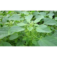 Fierce catnip ginseng root