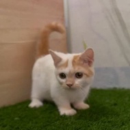 Kucing Jantan Kaki Pendek Munchkin Gaelic Straight Shorthair Kitten