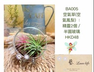 BA005 半圓玻璃樽+ 2個精靈 。（#空氣鳳梨 #空氣草 #精靈 #電燙卷#大霸王#辦公室 植物）