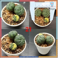 แอสโตรด่าง(astrophytum asterias variegated) #แอสโตรด่าง สินค้ามีจำนวนจำกัด